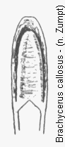 brachycerus_callosus.gif