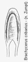 brachycerus_cribarius.gif