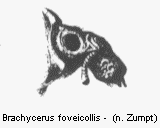 brachycerus_foveicollis_vk.gif