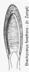 brachycerus_foveifrons.gif