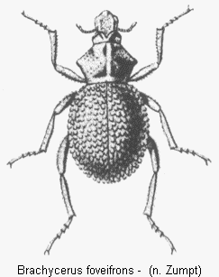 brachycerus_foveifrons_hab.gif