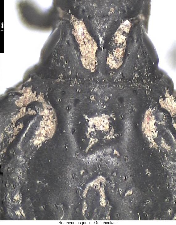 brachycerus_junix_vk.jpg