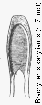 brachycerus_kabylianus.gif