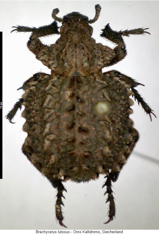 brachycerus_lutosus_hab.jpg