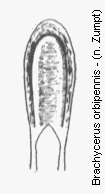 brachycerus_orbipennis.gif