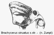 brachycerus_sinuatus_vk.gif