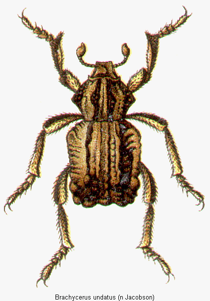 brachycerus_undatus_hab.gif
