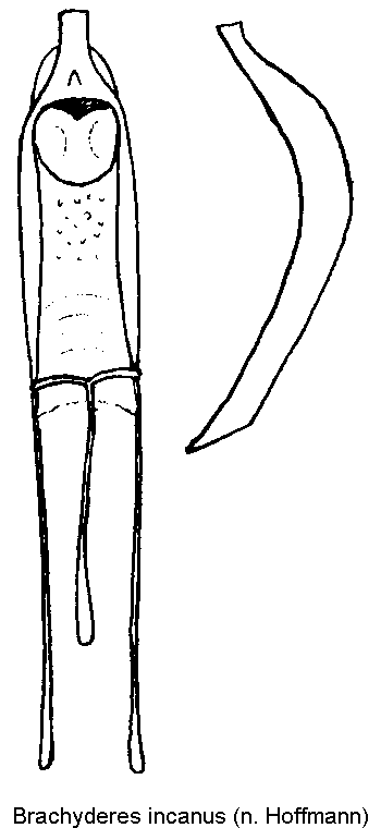 brachyderes_incanus.gif