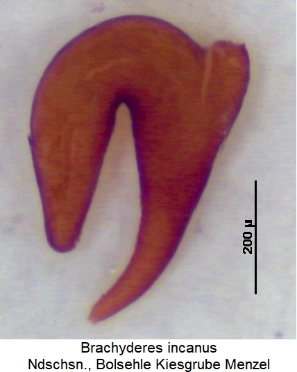 brachyderes_incanus_sperm.jpg