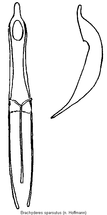 brachyderes_sparsutus.gif