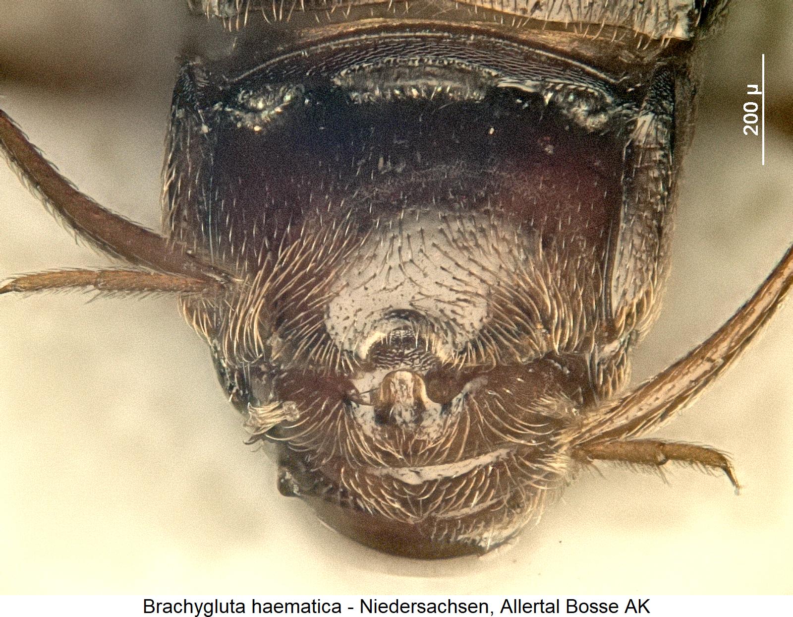 brachygluta_haematica_abd.jpg