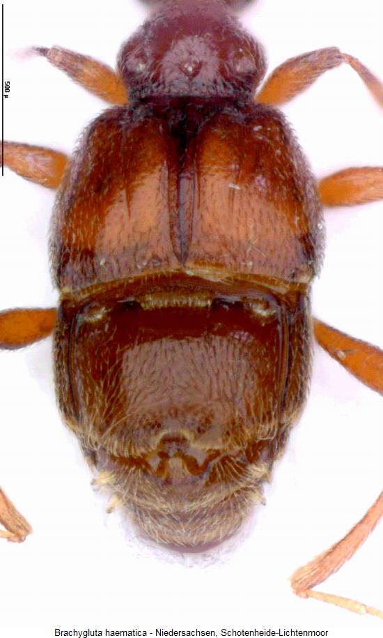 brachygluta_haematica_hlb.jpg