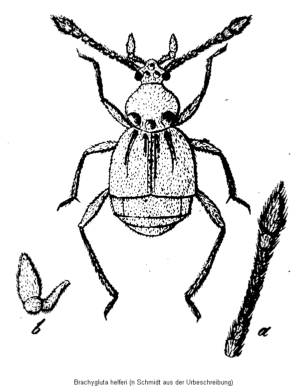 brachygluta_helferi_hab.gif