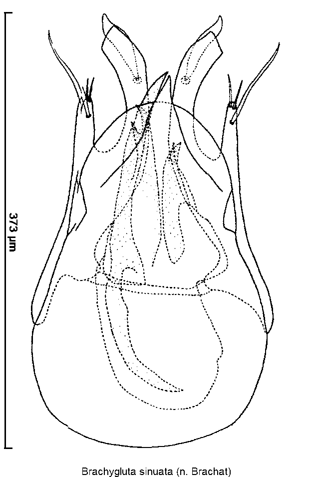 brachygluta_sinuata.gif