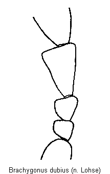 brachygonus_dubius_f.gif