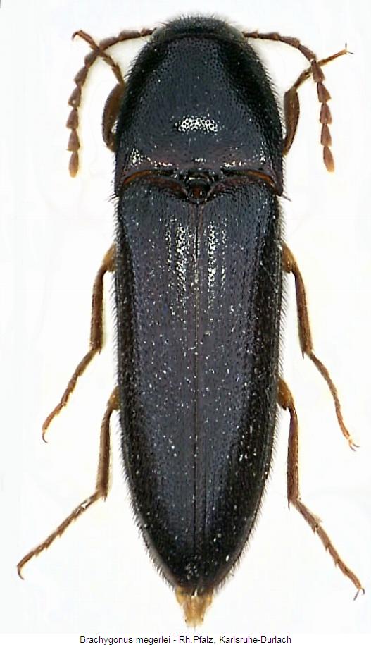brachygonus_megerlei_hab.jpg