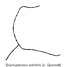 brachypterolus_antirrhini_hschhw.gif