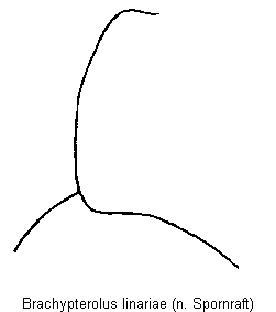 brachypterolus_linariae_hschhw.gif