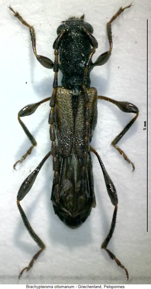 brachypteroma_ottomanum_hab.jpg