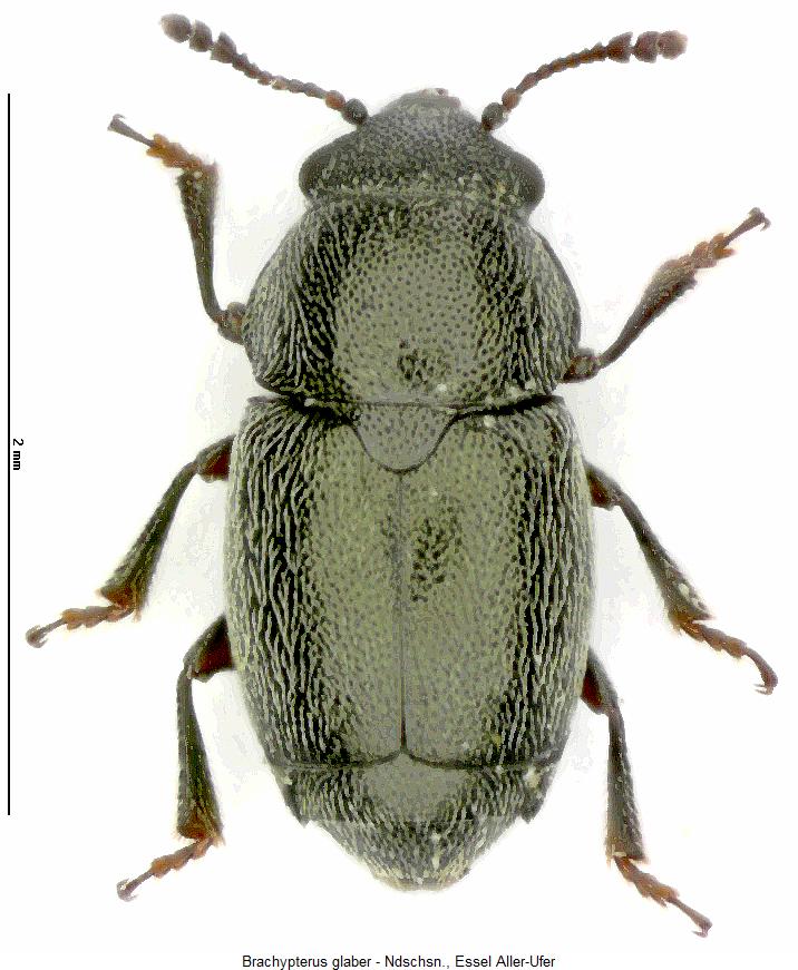brachypterus_glaber_hab.jpg