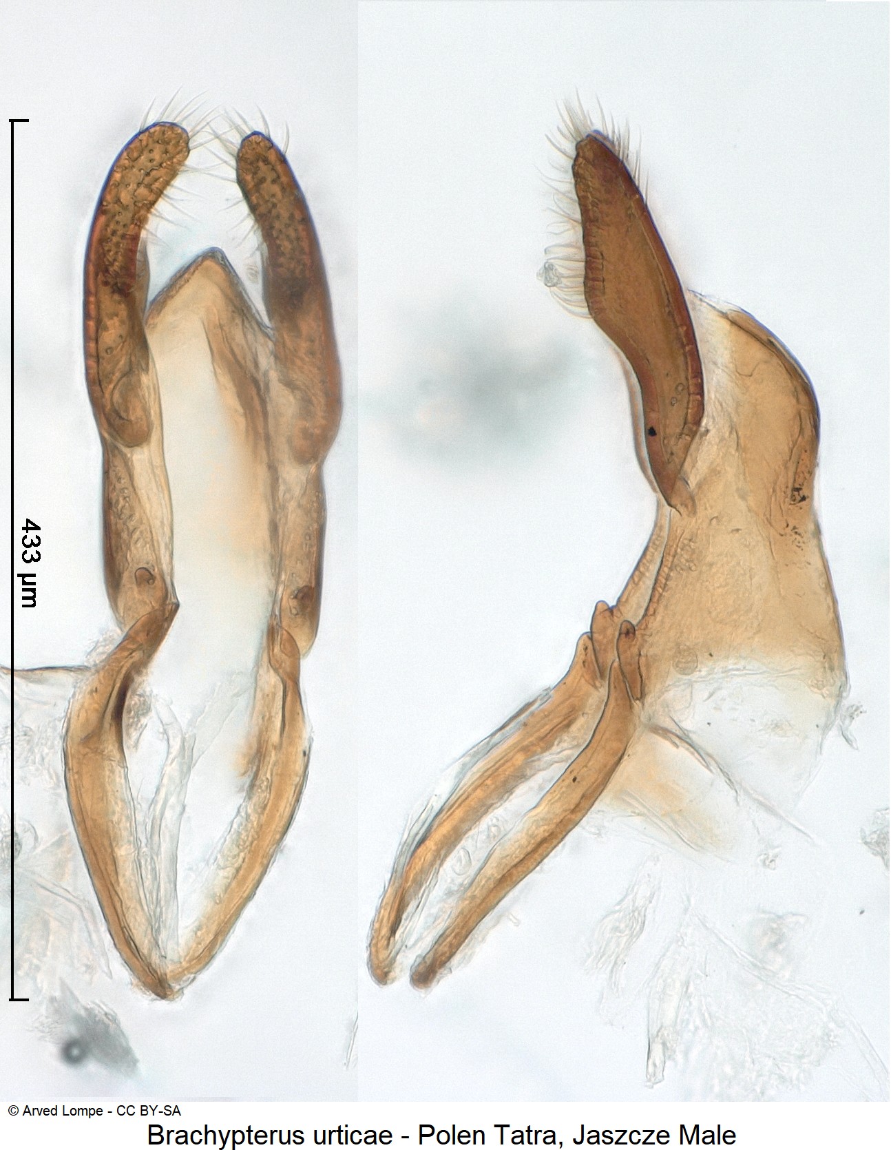 brachypterus_urticae_ck33258063_pm.jpg