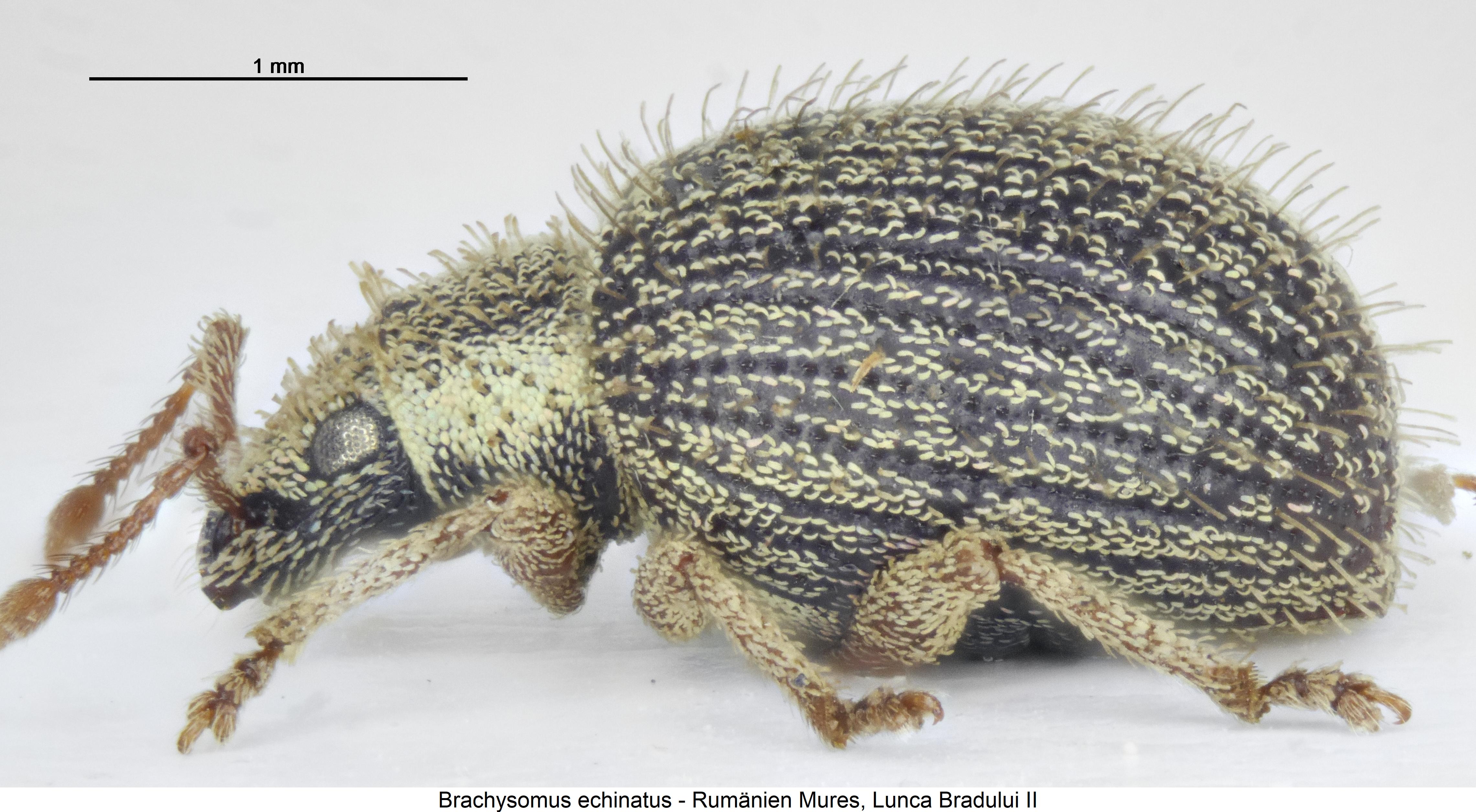 brachysomus_echinatus_sa.jpg