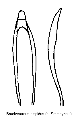 brachysomus_hispidus.gif