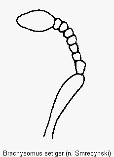 brachysomus_setiger_f.gif