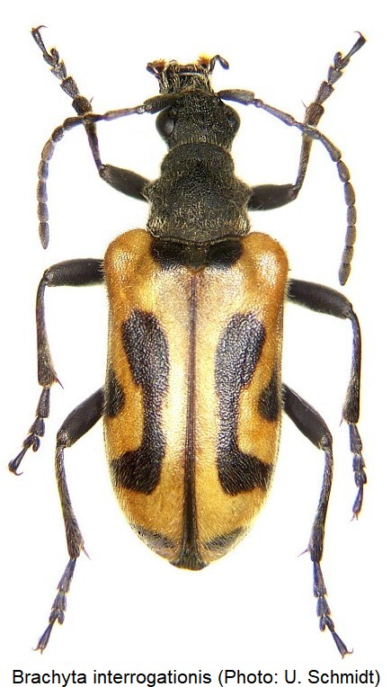 brachyta_interrogationis_hab.jpg