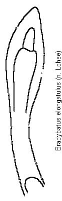 bradybatus_elongatulus.gif