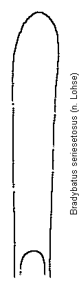 bradybatus_seriesetosus.gif