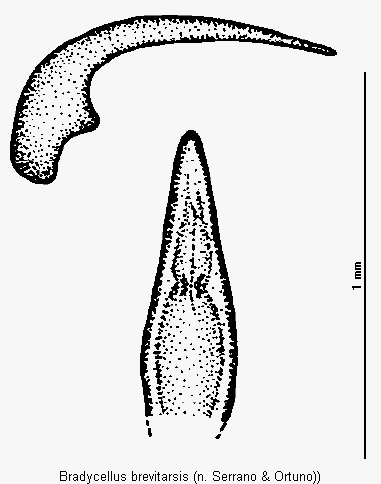 bradycellus_brevitarsis.gif