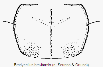 bradycellus_brevitarsis_hsch.gif