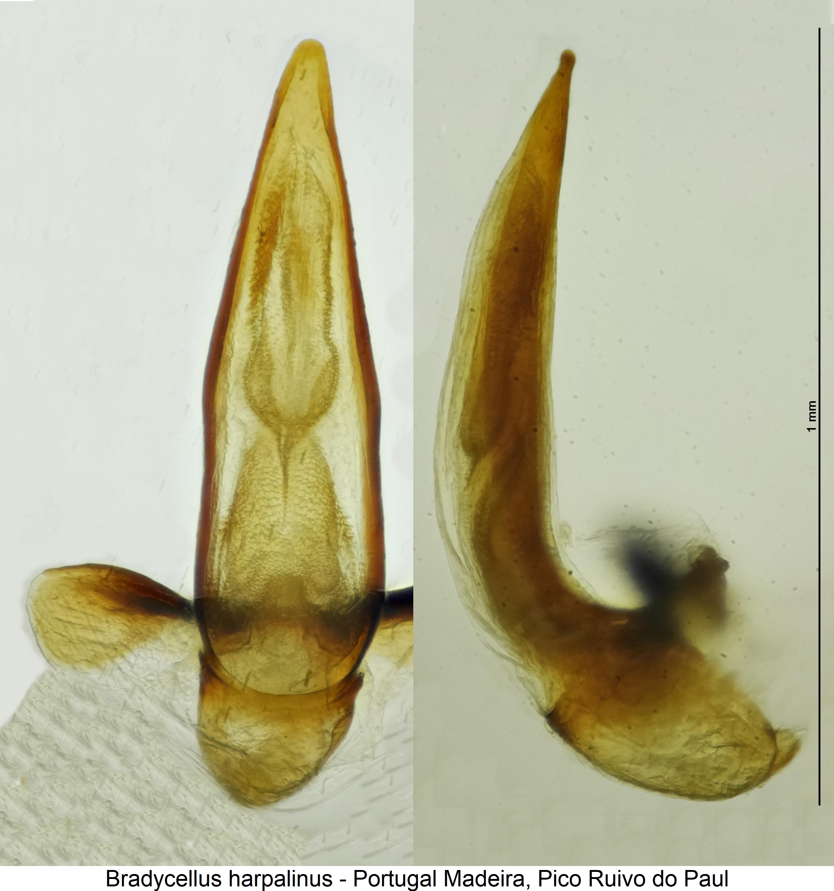 bradycellus_harpalinus1.jpg