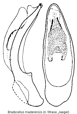 bradycellus_maderensis.gif