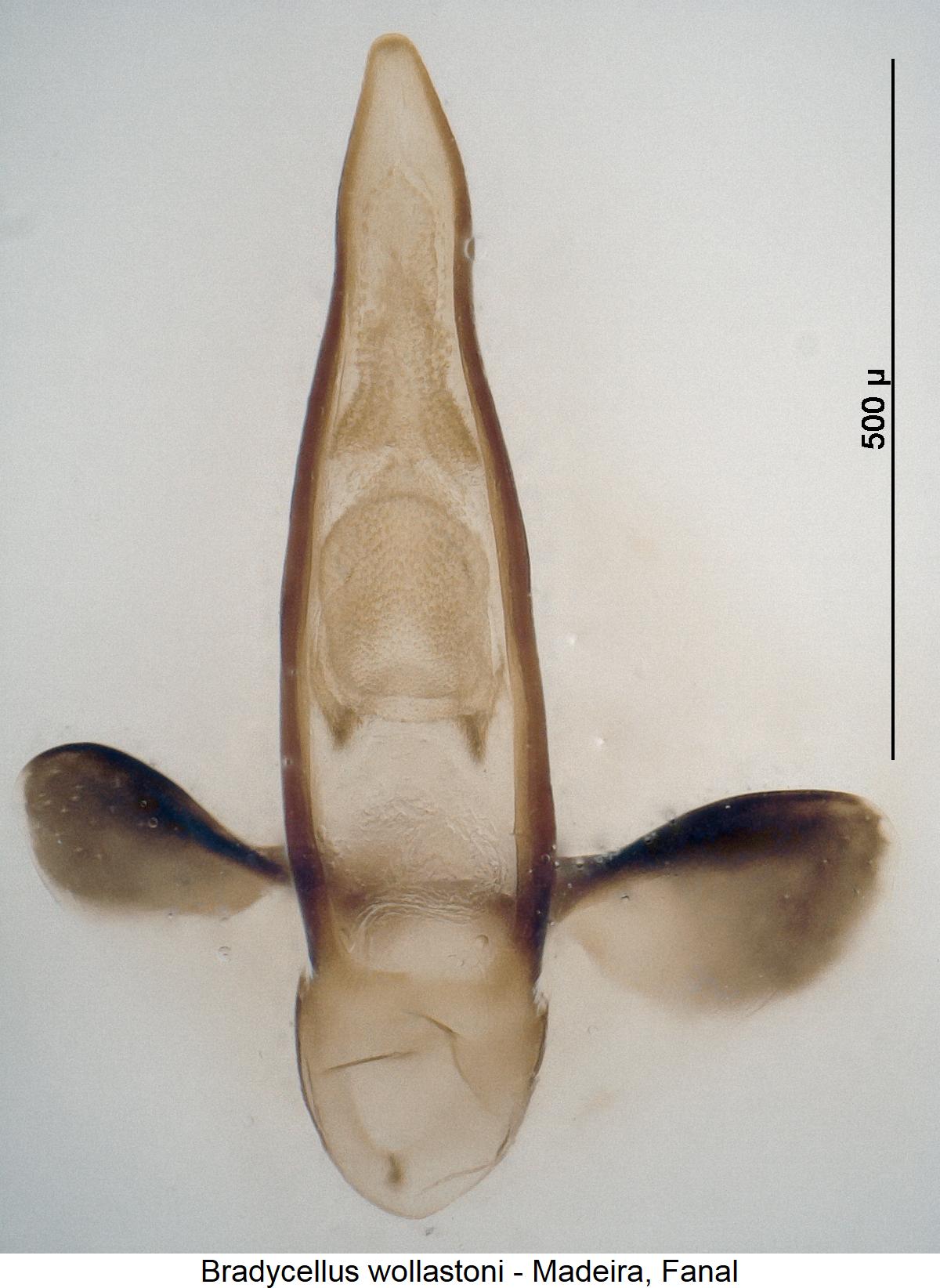 bradycellus_wollastoni1.jpg