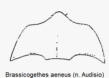 brassicogethes_aeneus_hbr.gif