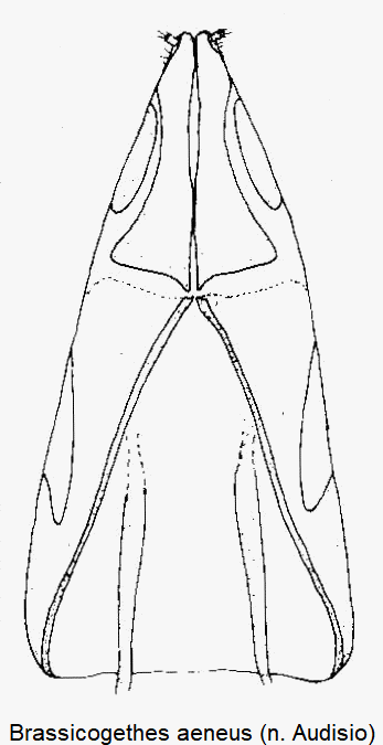 brassicogethes_aeneus_ovi.gif