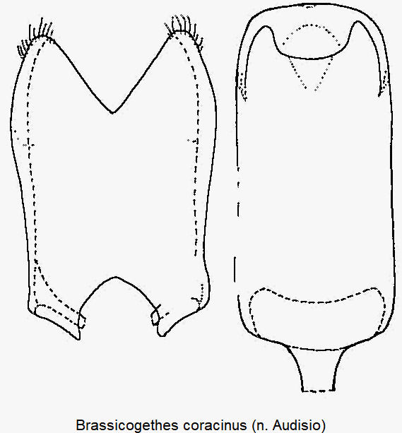 brassicogethes_coracinus.gif