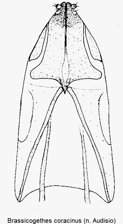 brassicogethes_coracinus_ovi.gif