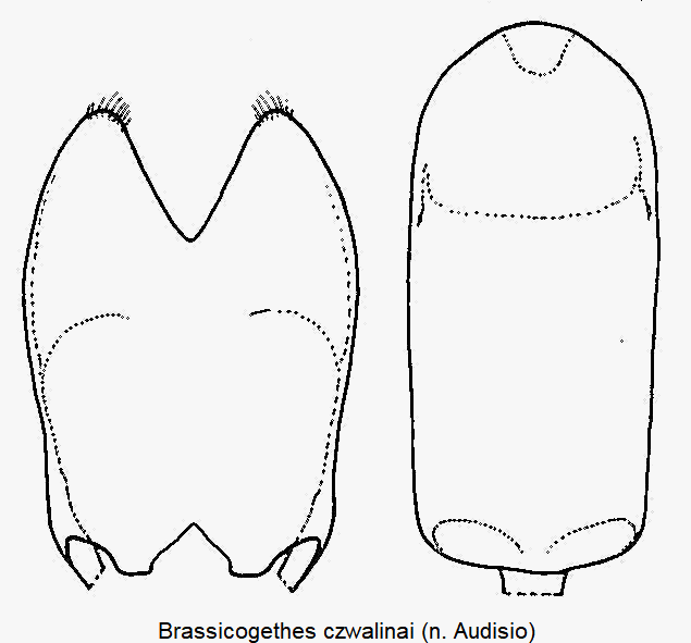 brassicogethes_czwalinai.gif
