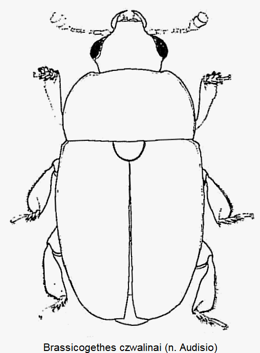 brassicogethes_czwalinai_hab.gif