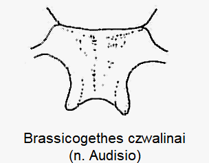 brassicogethes_czwalinai_mbr.gif