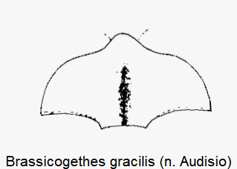 brassicogethes_gracilis_hbr.gif
