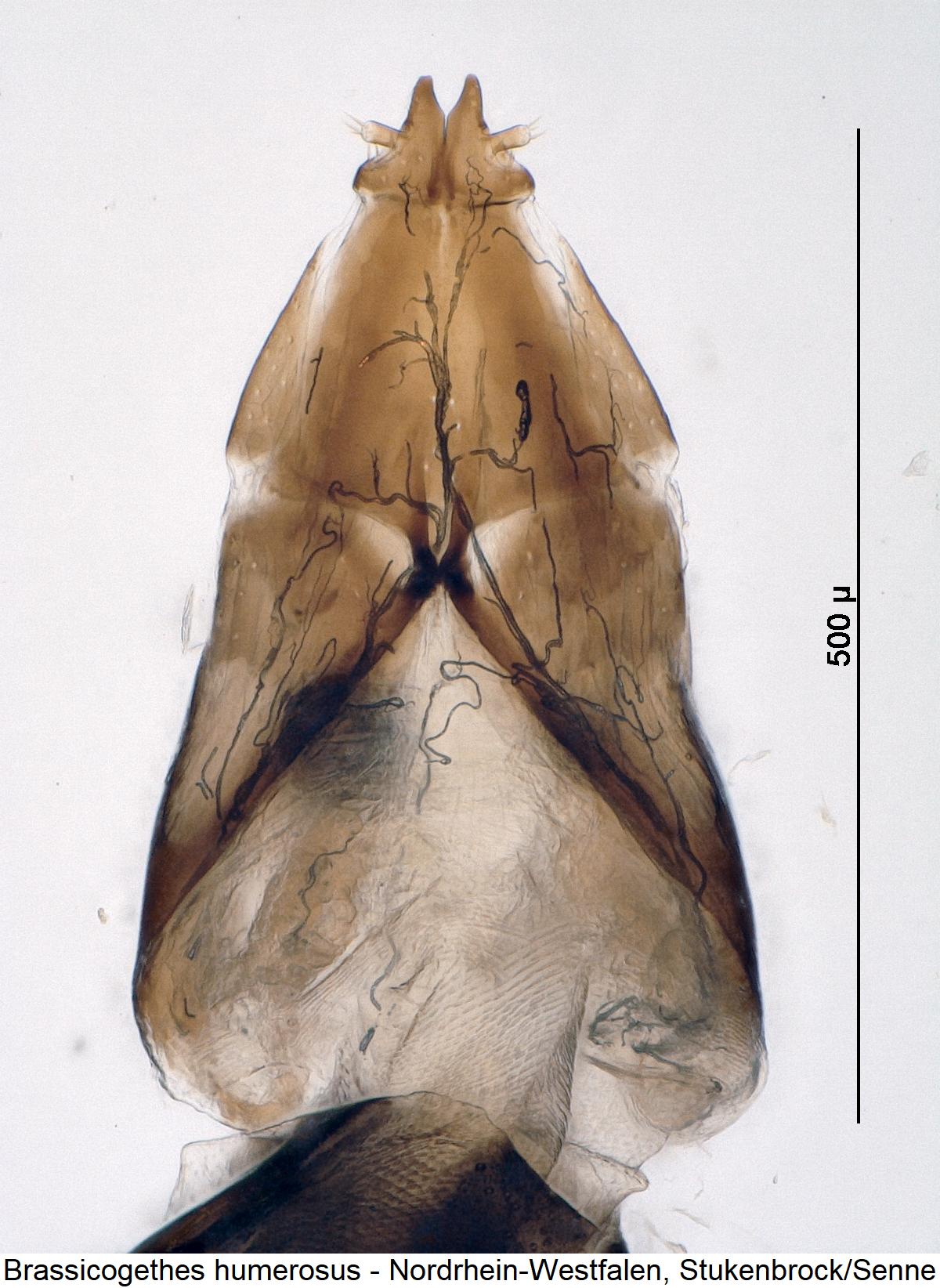 brassicogethes_humerosus_ovi.jpg