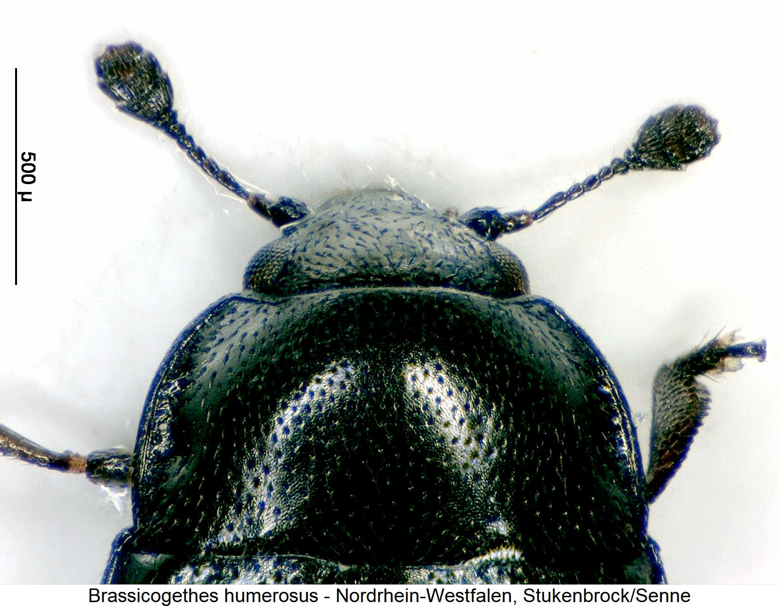 brassicogethes_humerosus_vk.jpg