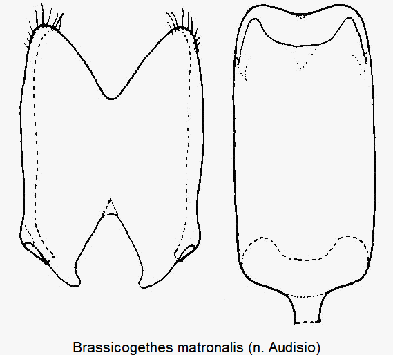 brassicogethes_matronalis.gif