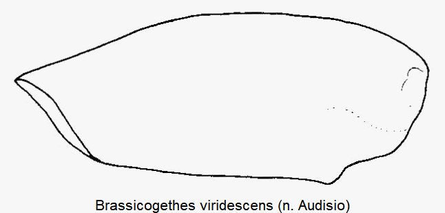 brassicogethes_viridescens_mschl.gif