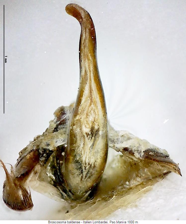 broscosoma_baldense_maniva.jpg