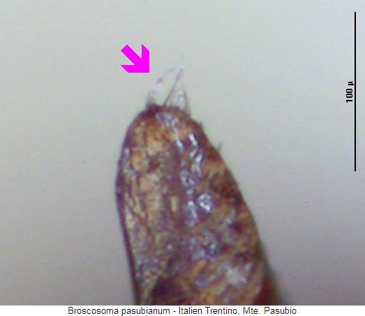 broscosoma_pasubianum_param.jpg